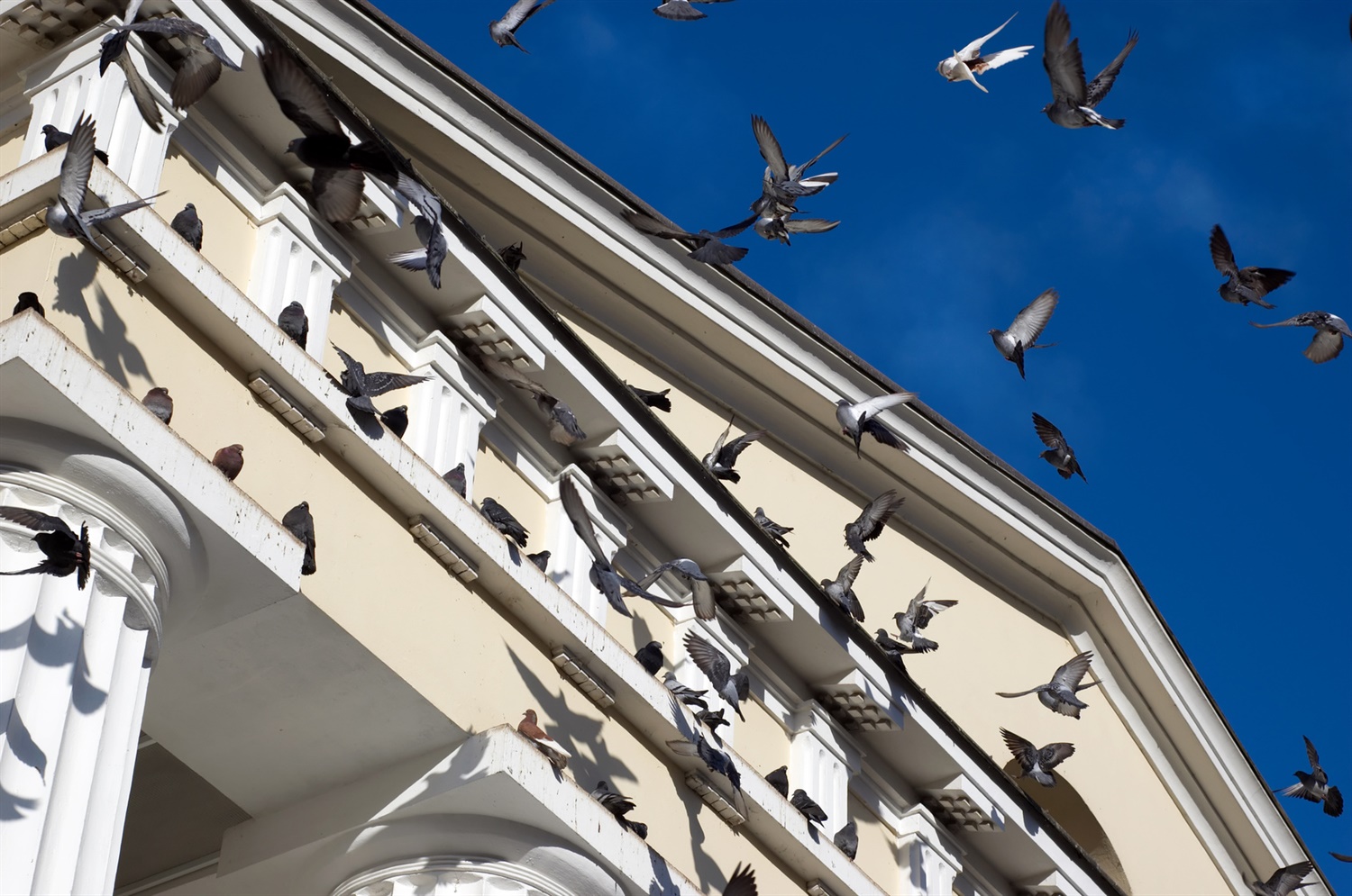 birds-on-a-building-about-title-image